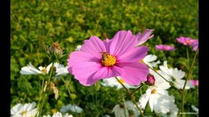 Первый цветок после войны 2 (Suno AI)