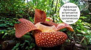 НЕОБЫЧНЫЕ РАСТЕНИЯ МИРА