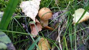 Депутат Колунов: за сбор грибов в заповедниках и нацпарках грозит штраф