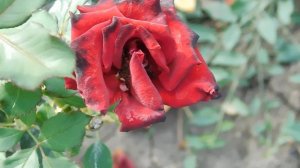 19=09=2025  кмр   (110)