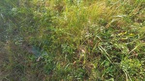 Фея в сентябре 🐕 🫶