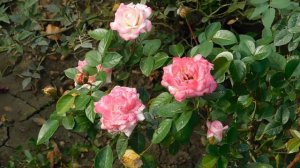 19=09=2025  кмр   (120)