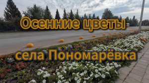 Осенние цветы, села Пономаревка, сентябрь 2025