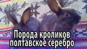 Порода кроликов полтавское серебро