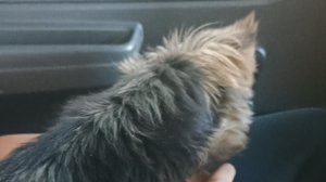 дом в машине 2.