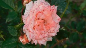 19=09=2025  кмр   (152)