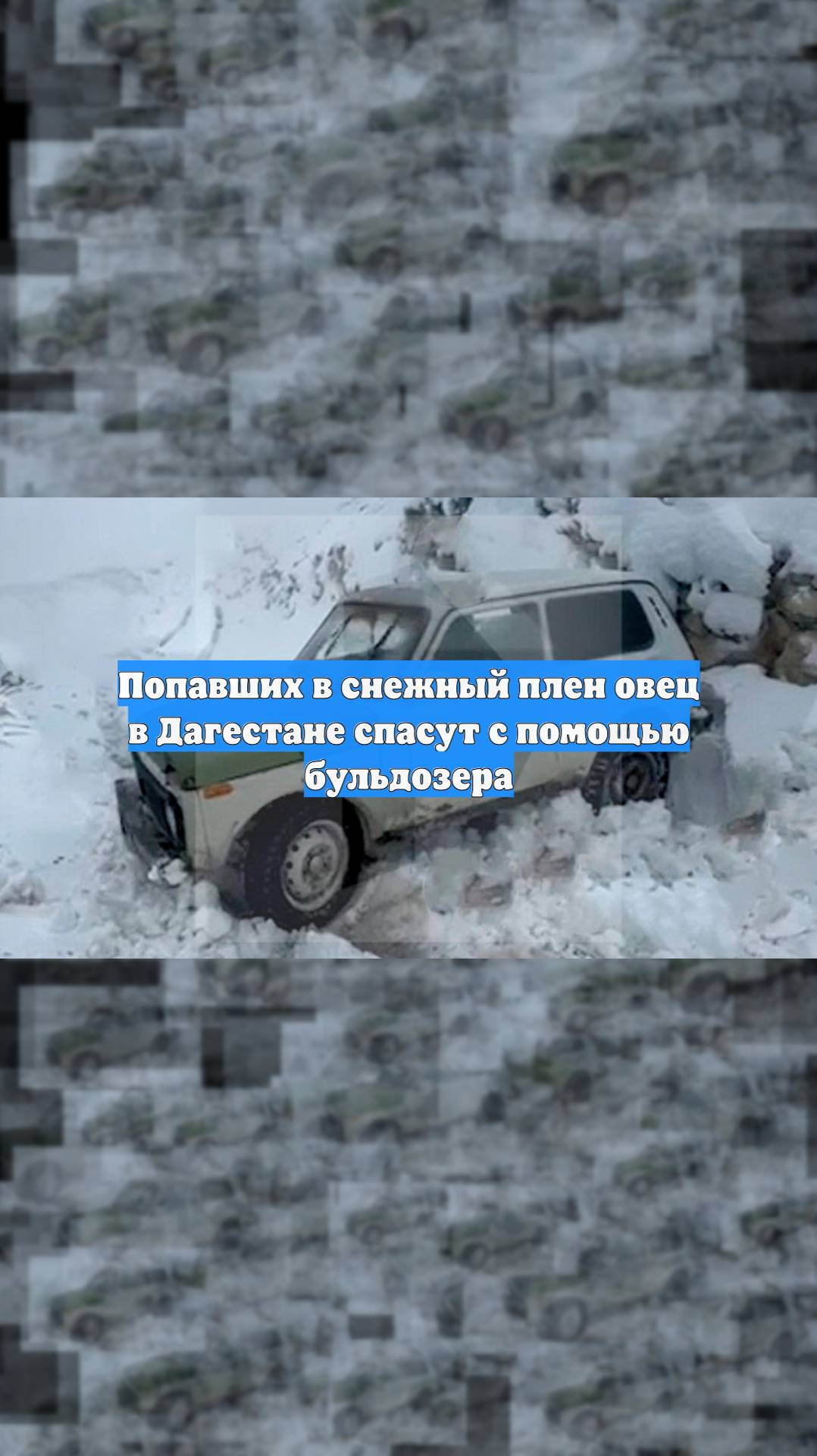 Попавших в снежный плен овец в Дагестане спасут с помощью бульдозера
