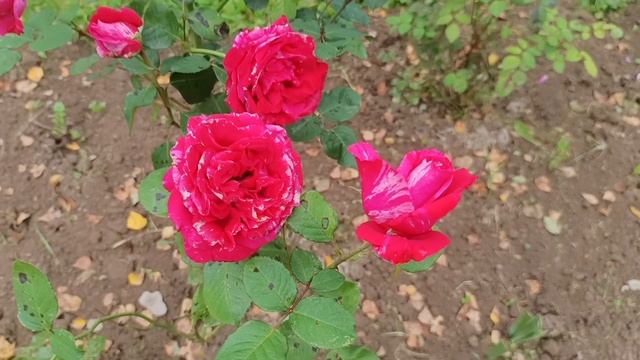 ХОББИ-ВЛОГ. Дачные выходные. Продвижение в раскраске "Смурфики",том1.