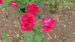 ХОББИ-ВЛОГ. Дачные выходные. Продвижение в раскраске "Смурфики",том1.