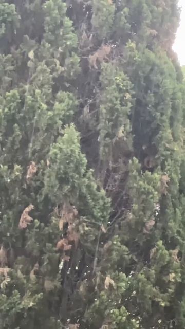 08.08.2025 дождь и гром Ялта #ялта смотреть онлайн