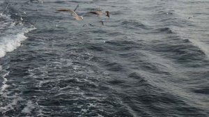 ▶️ Клип: Искусство в Движении /Олег Цайгер Жизнь на море / Крым