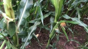 Мопеды сериал | Серия 1628