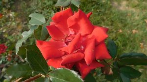 19=09=2025  кмр   (132)