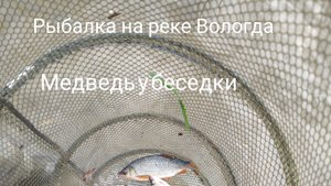 Рыбалка на реке Вологда ,медведь у избушки