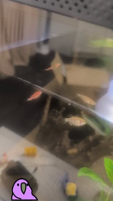 Изменение в аквариуме xiaomi смотреть онлайн