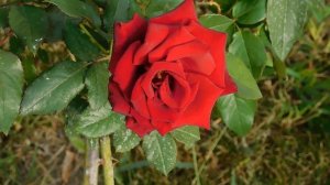 19=09=2025  кмр   (127)