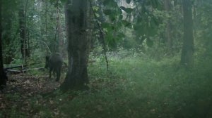 Кабан фото ловушка