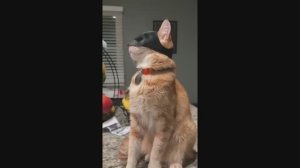 Подборка прикольных видео #2