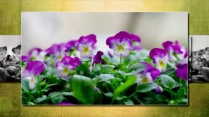 Age Of Echoes - Behind the Veil