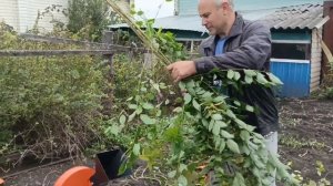 Обычный день в Сибири
Измельчитель веток