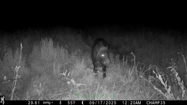 Browning Spec Ops Elite HP4 #25 \ Кабаны v.s. Драка еноток