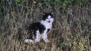 кошки вместо цветов