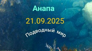 Анапа 21.09.2025 Подводный мир