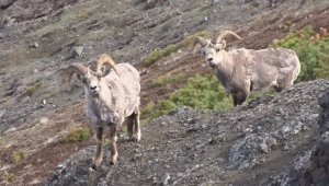 Дикие, но почти домашние бараны.