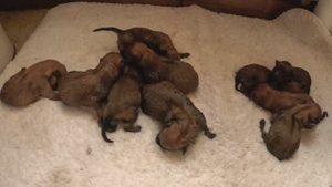 30 дней жизни ЩЕНКОВ КАРЕЛО-ФИНСКОЙ ЛАЙКИ за 5 минут! 30 days of FINNISH SPITZ PUPPIES in 5 minutes!