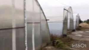 Голубика Инвитро оптом от производителя