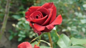 19=09=2025  кмр   (124)