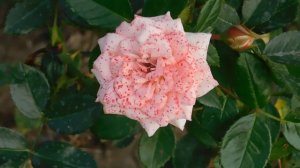 19=09=2025  кмр   (149)