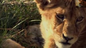 Прайд не бросил львёнка-инвалида 🥺