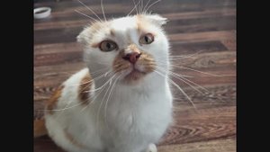 Мурка. Murka is a beauty from the city of Murom