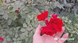 Vlog/118/ Осенняя дача, не люблю это время/ Почаёвничали со свахой/ Что купила на Ozon/