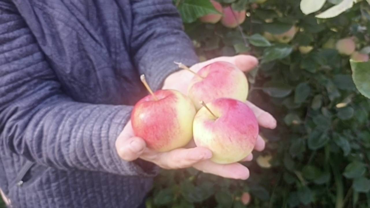 Яблоня сорт "Розочка" смотреть онлайн