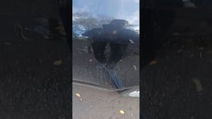 Тест на толщину ЛКП Ауди А6 С6 2008 г.