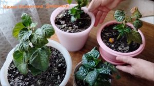 ТРУМПАС. Карликовый перец. Горшечное растение. Серия 2/3 Август 2025 года