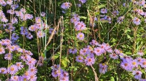 Фрише Нерунг. Осень. Бабочки Балтийской косы