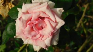 19=09=2025  кмр   (112)