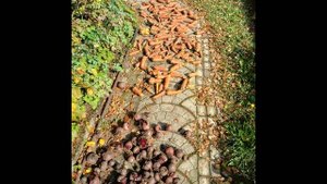 Урожай морковки