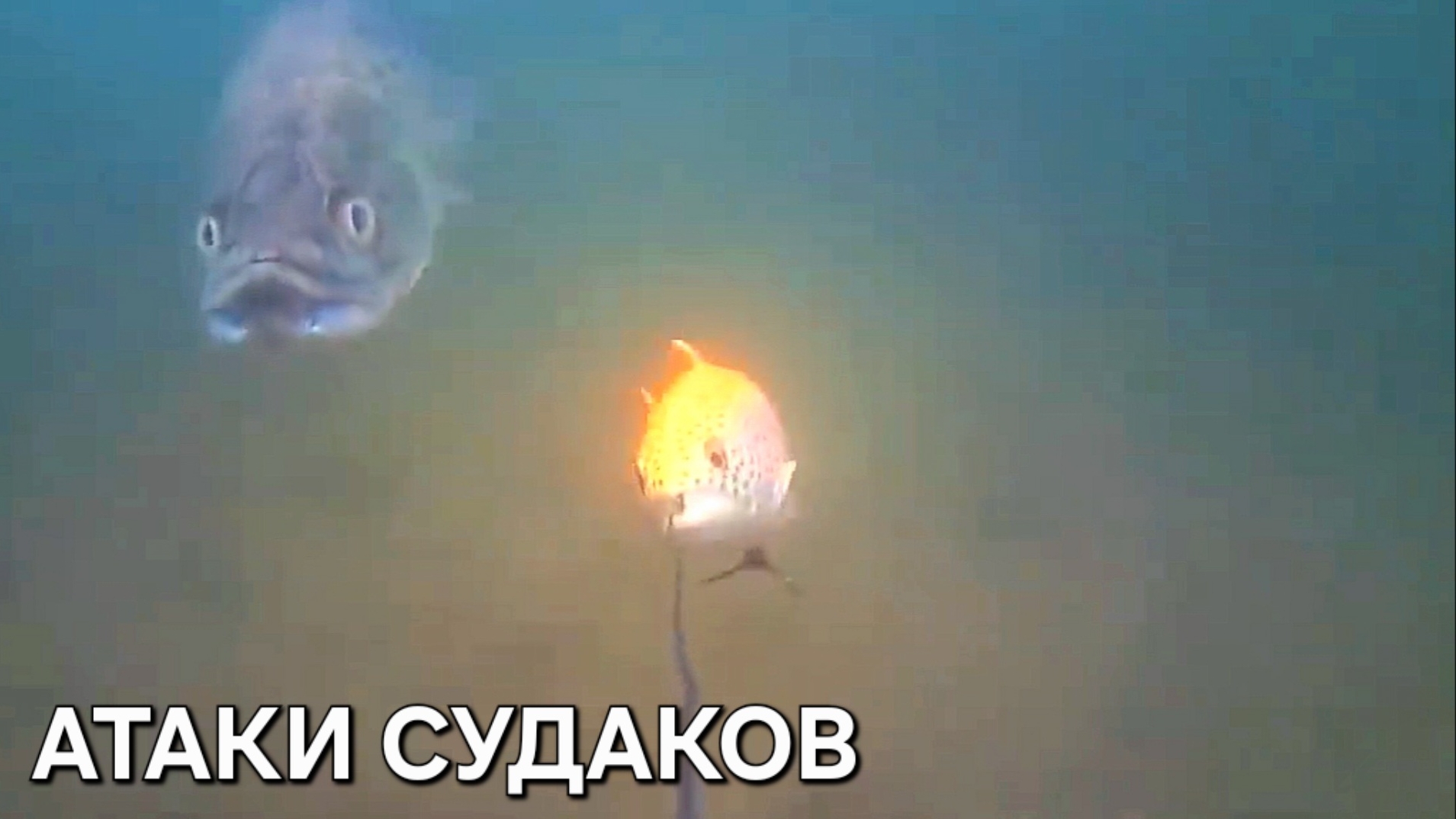 Зрелищные АТАКИ СУДАКОВ НА ПРИМАНКИ ПОД ВОДОЙ. Рыбалка на спиннинг с подводной камерой.