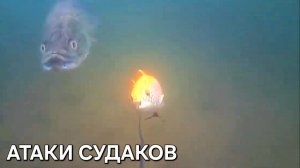 РЫБАЛКА НА СУДАКА С ПОДВОДНОЙ КАМЕРОЙ🎥 Зрелищные АТАКИ СУДАКОВ НА ПРИМАНКИ ПОД ВОДОЙ.