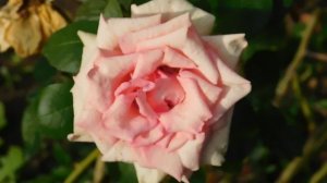 19=09=2025  кмр   (113)