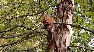 Москва. Парк Царицыно. Белки -  (2)