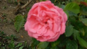 19=09=2025  кмр   (146)