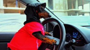 В час пик. Сначала права купят...Юмор.