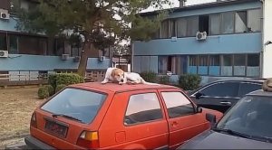 Черногория.  Прогулки по городу Будва и Котор.