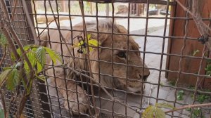 Лев  Шерхан против антилопы. Ароматизированная подушка леопарда Порша.