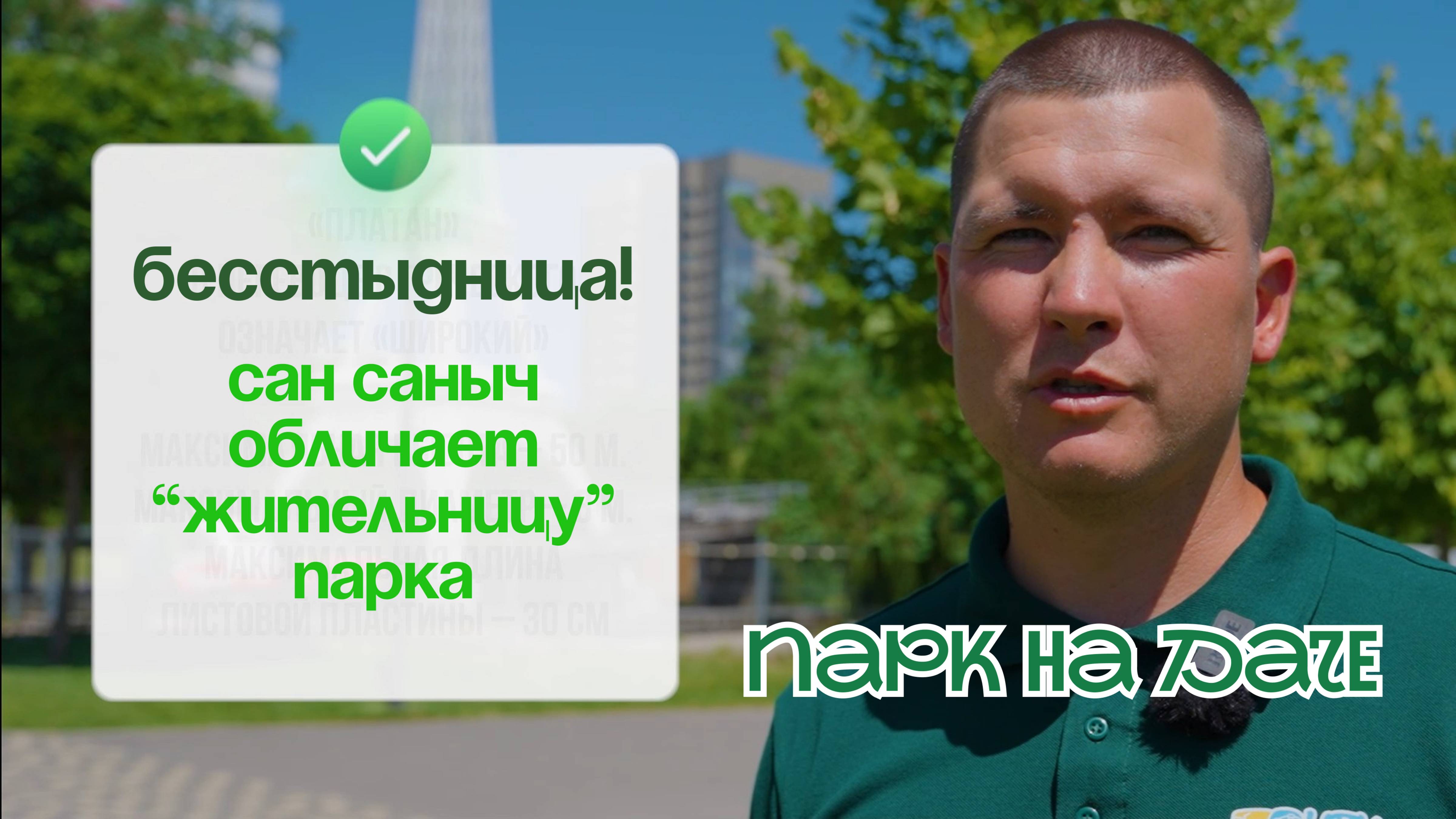 Парк на даче: как высадить и вырастить платан